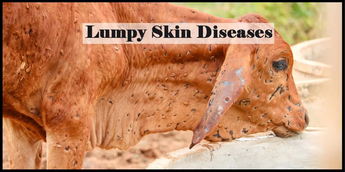 Lumpy Skin Disease