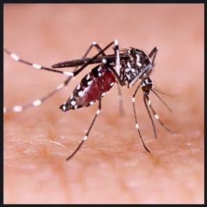 Mosquito Borne Virus