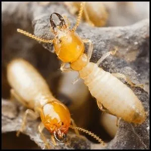 Termite Control in Karachiimage