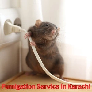 Fumigation Service In Karachi